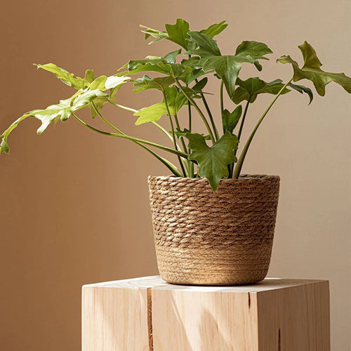 Handwoven Seagrass Desktop Flower Pot Holder