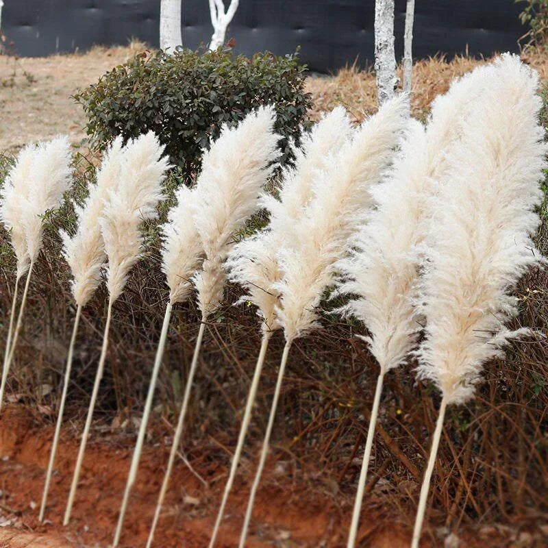 Large Dried Pampas Grass Plume | Boho Decor — view 4