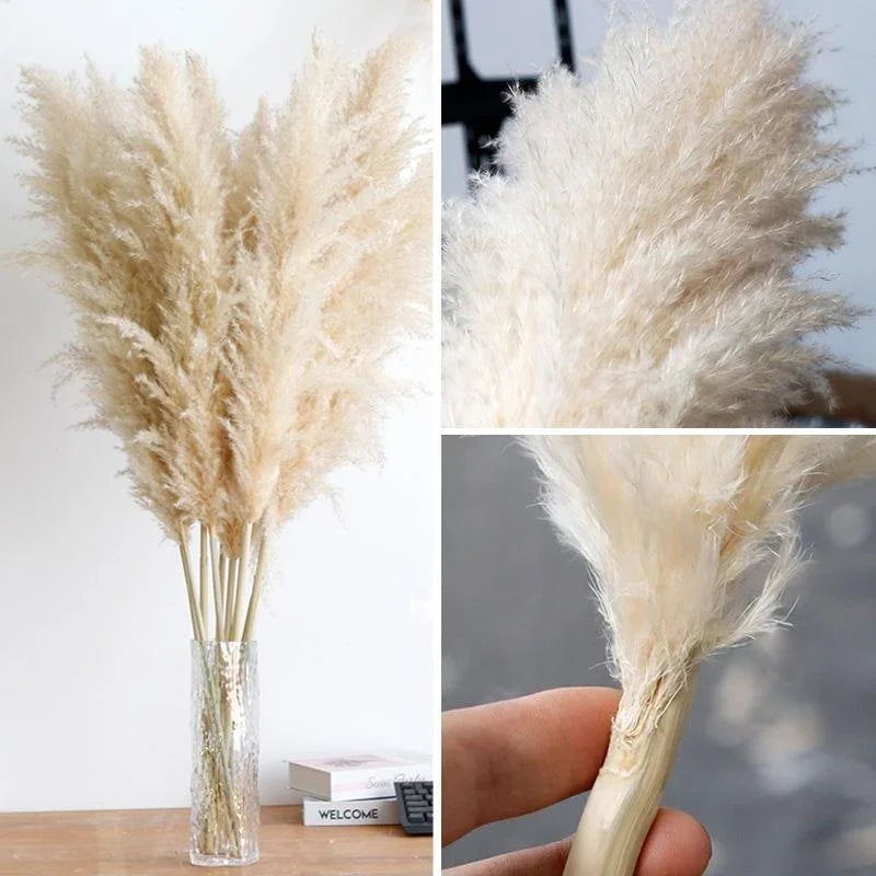Large Dried Pampas Grass Plume | Boho Decor — view 5