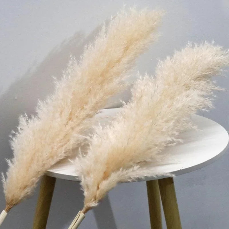 Large Dried Pampas Grass Plume | Boho Decor — view 6