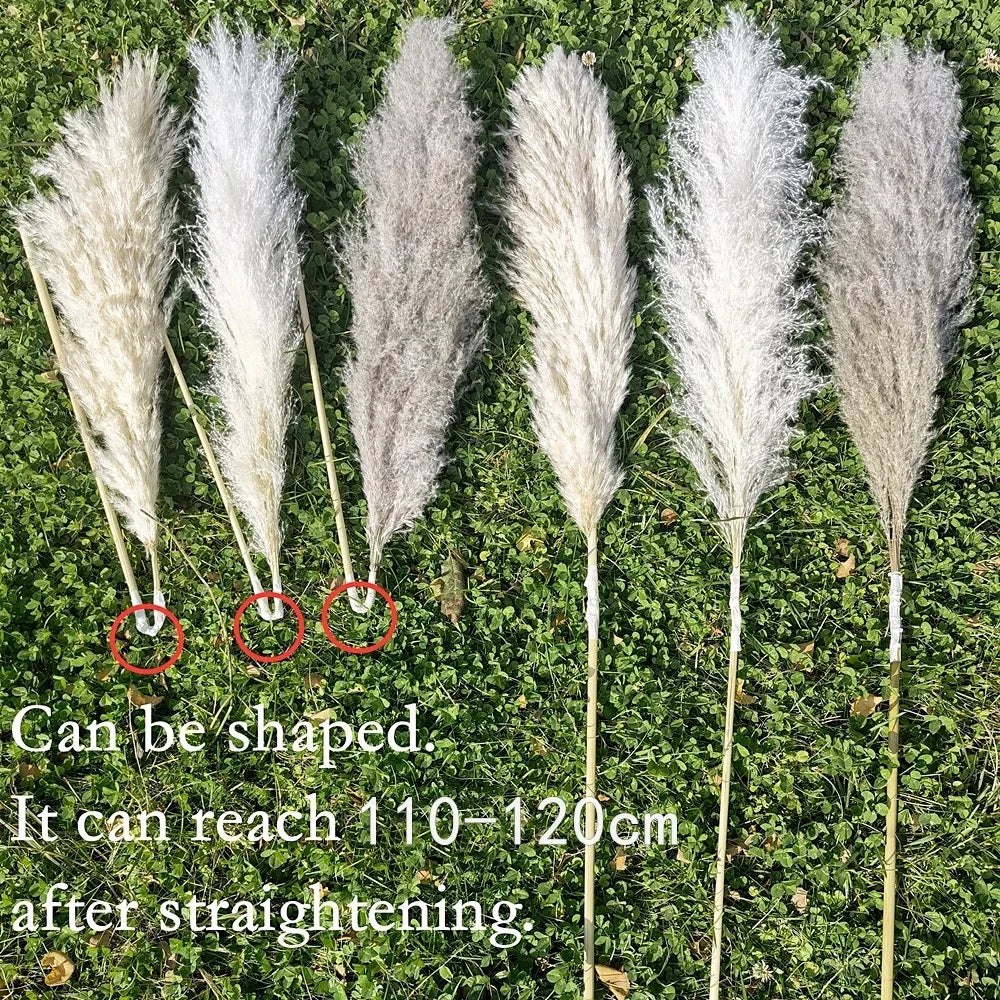 Large Dried Pampas Grass Plume | Boho Decor — view 3